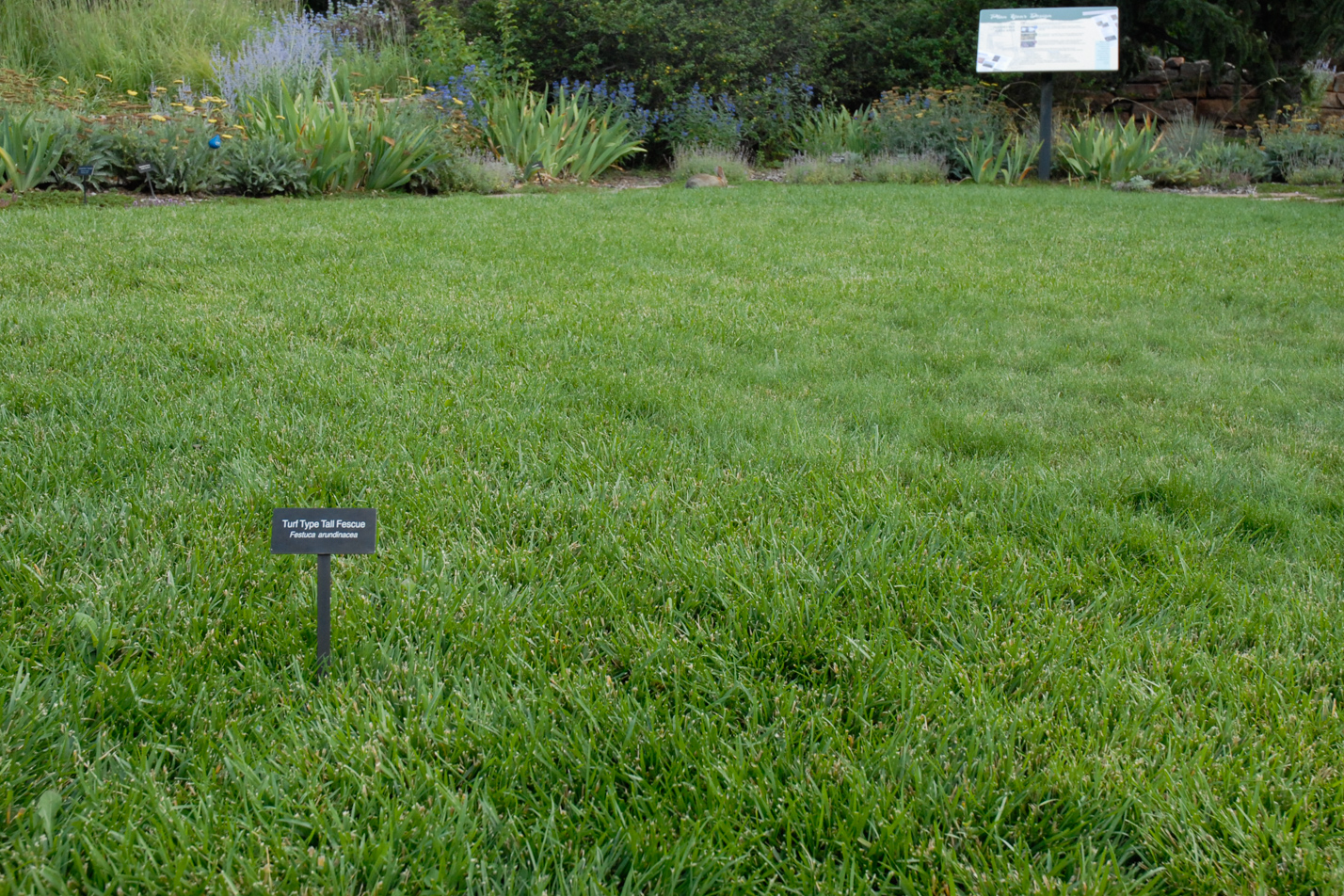 Turf-type Tall Fescue